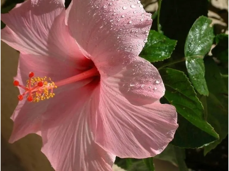 Ibisco rosa