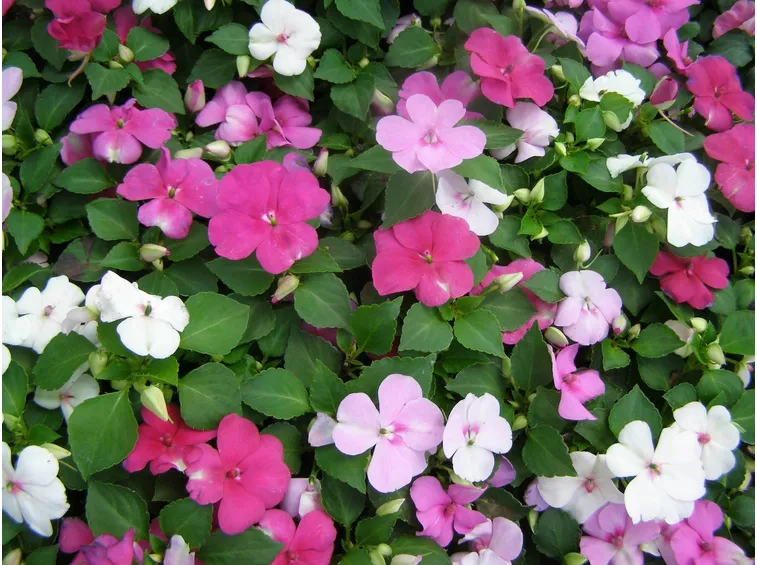 Impatiens