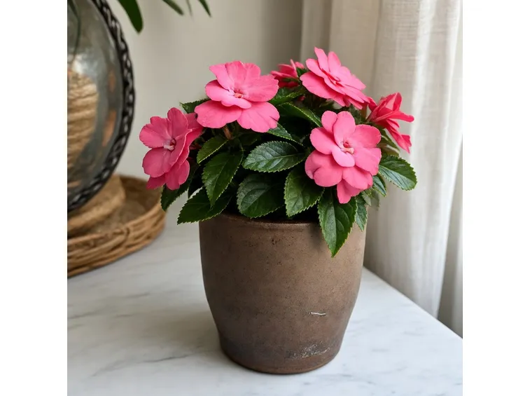 Impatiens