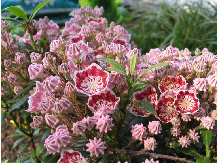 Kalmia