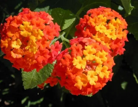 Lantana  