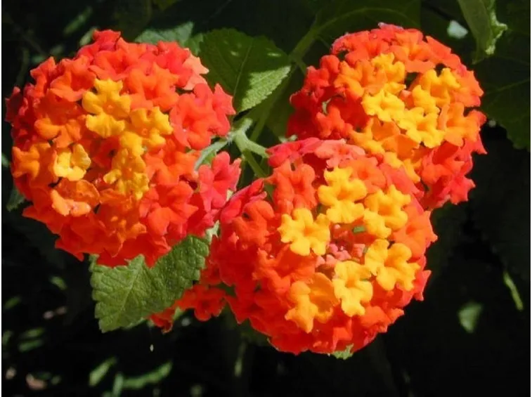 Lantana