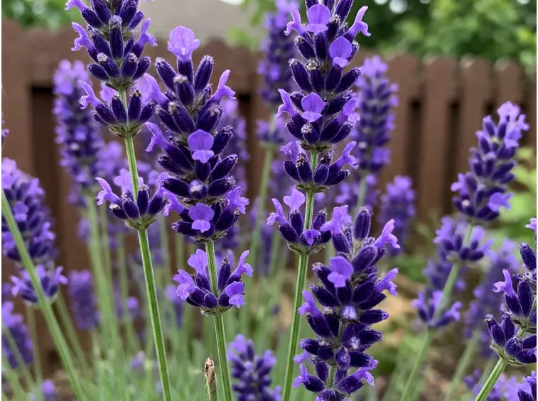 lavanda