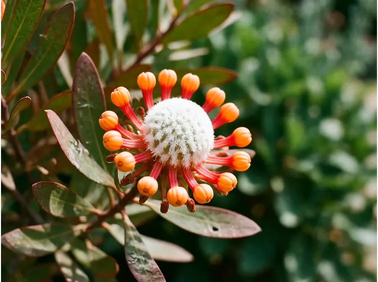 Leucospermum terreno
