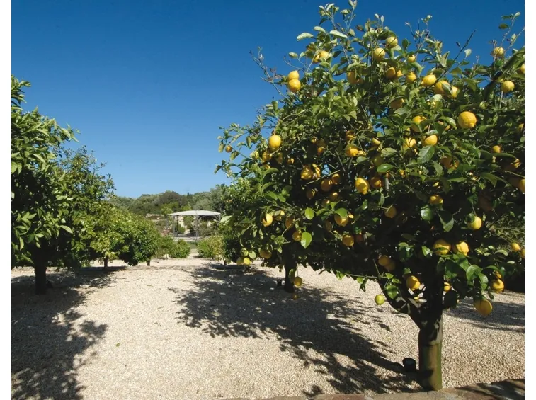 Limone