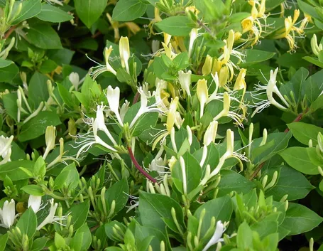 Caprifoglio