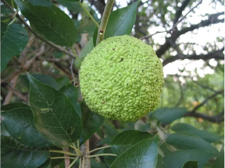 macloro nel giardino