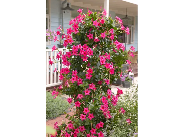 Dipladenia