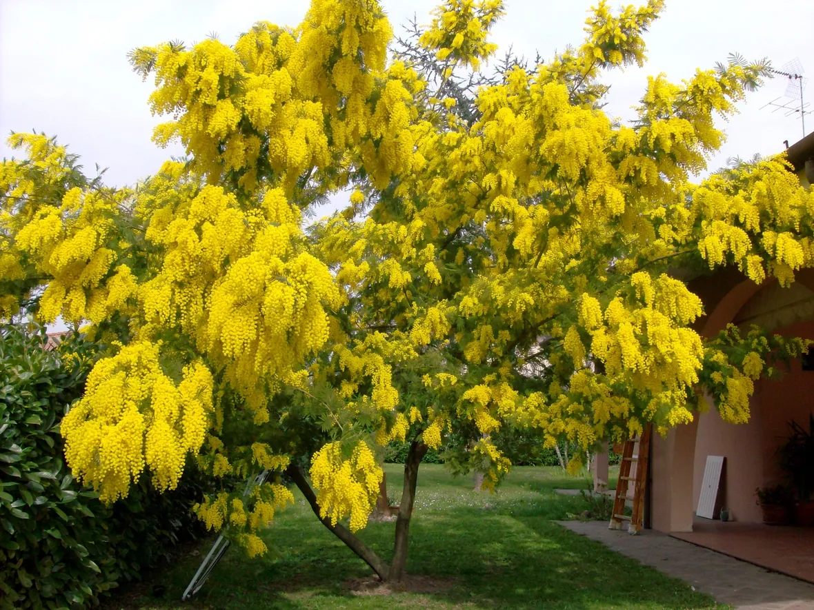 Mimosa