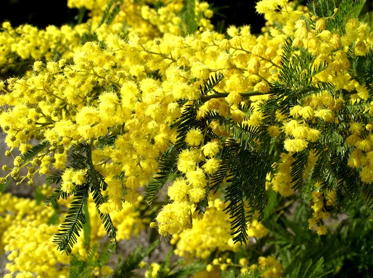 mimosa