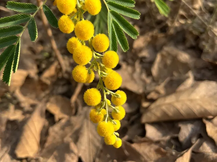 Mimosa