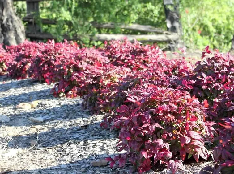 Nandina  