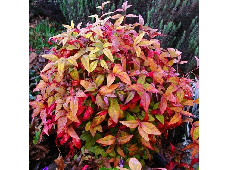 Nandina  