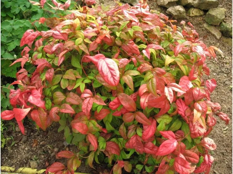 Nandina  