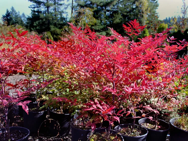 nandina