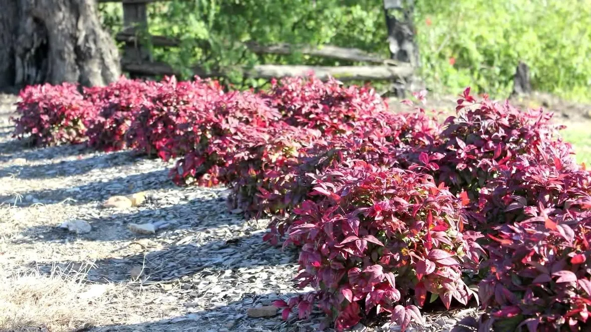 Nandina  