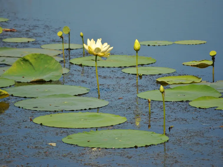 piantare lotus