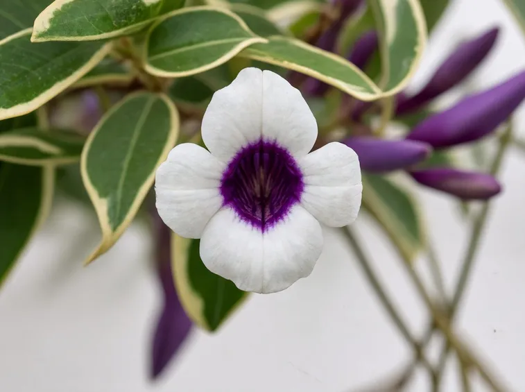 Pandorea