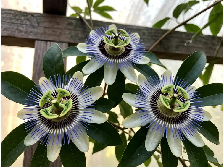 Passiflora