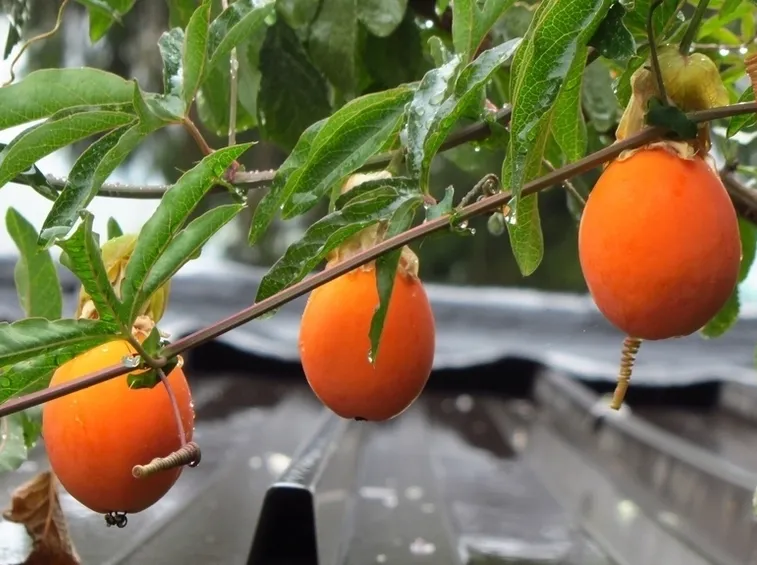 Passiflora frutti