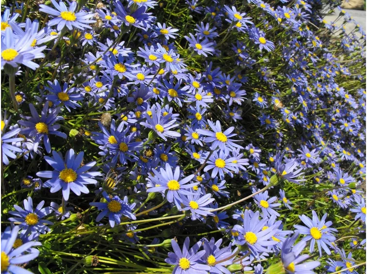 piante perenni