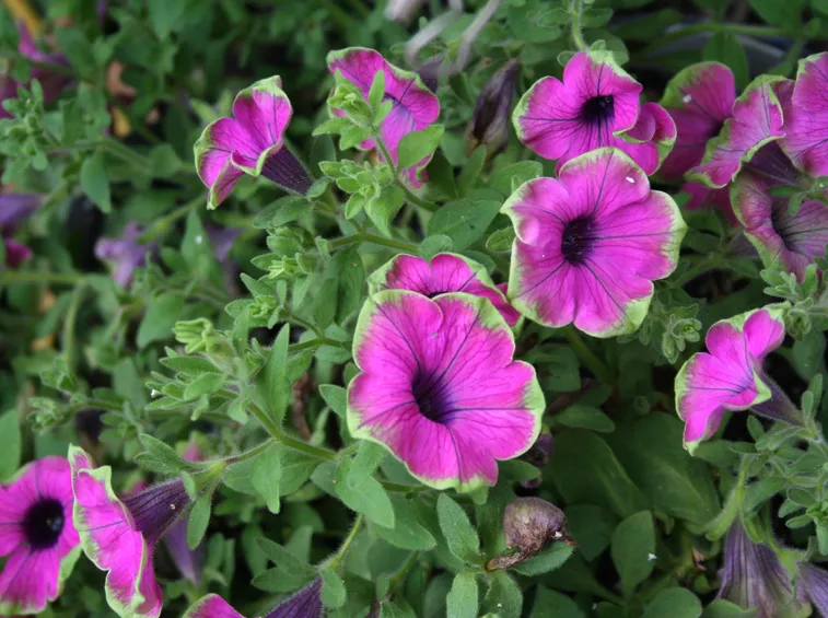 Petunia