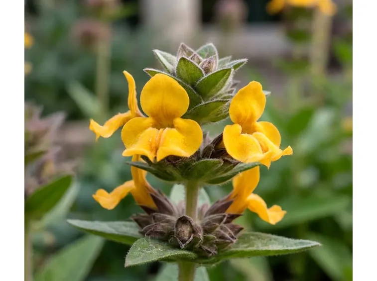 Phlomis 