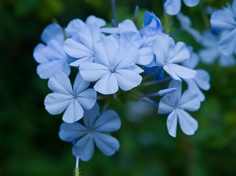 plumbago