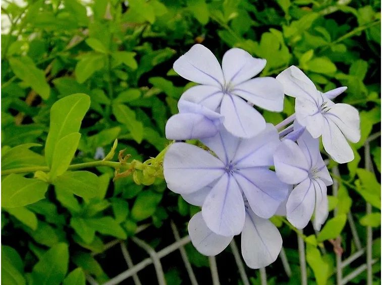plumbago