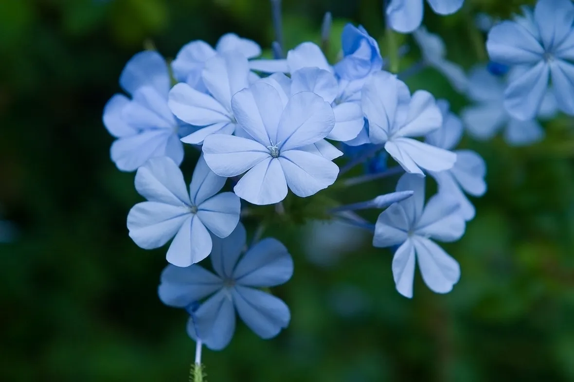 plumbago