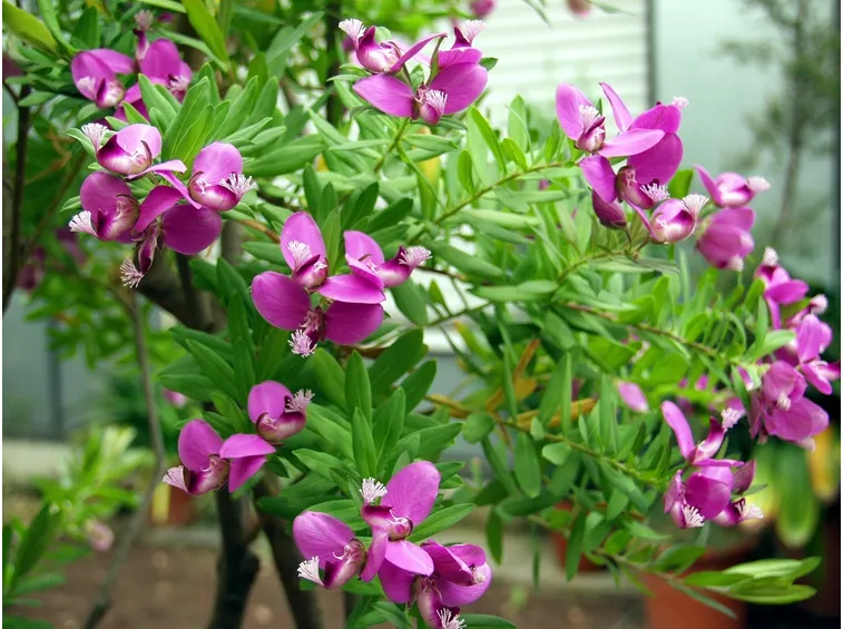 Poligala