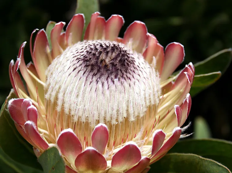 Protea