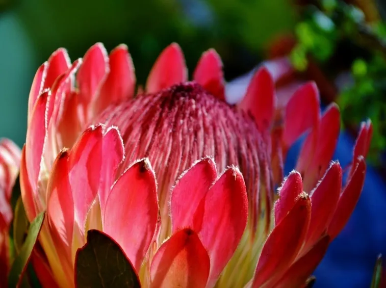 protea
