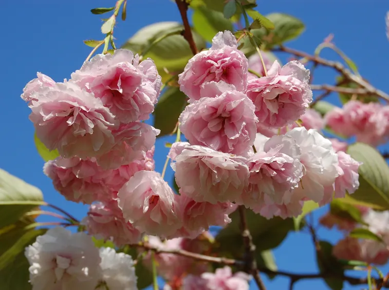 Prunus serrulata