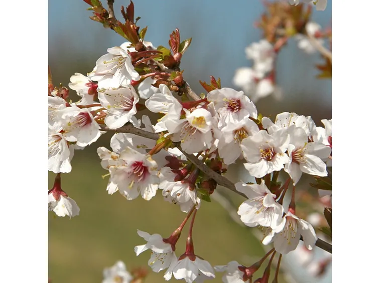 Prunus incisa