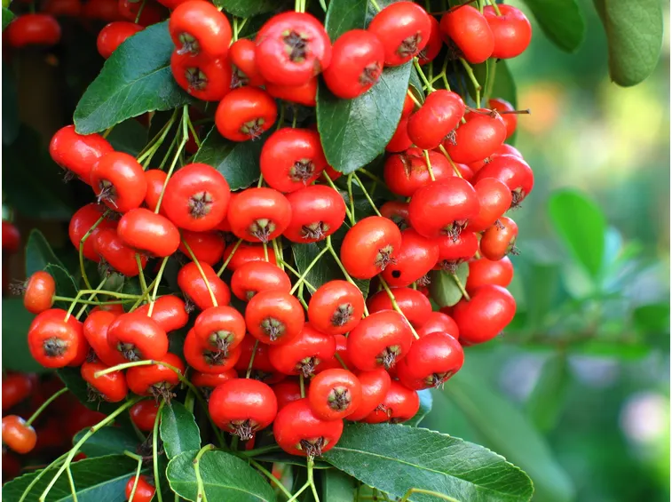 Pyracantha e Cotoneaster