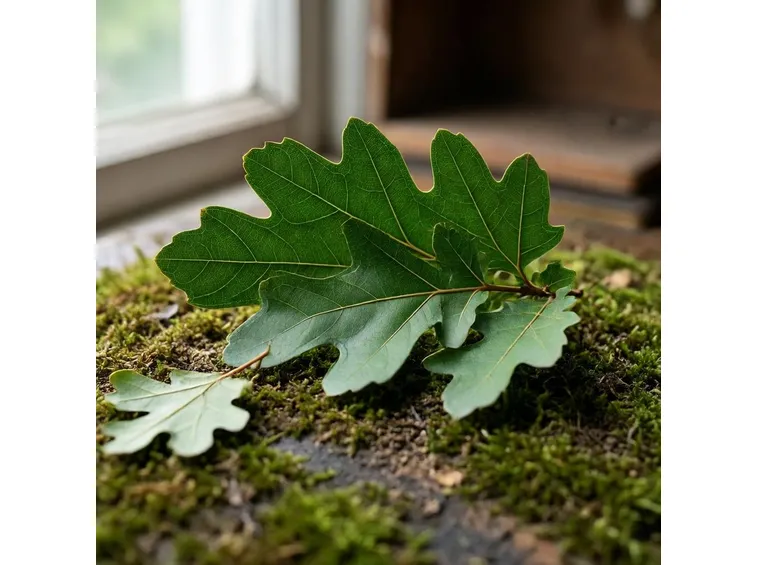 quercus dentata habit