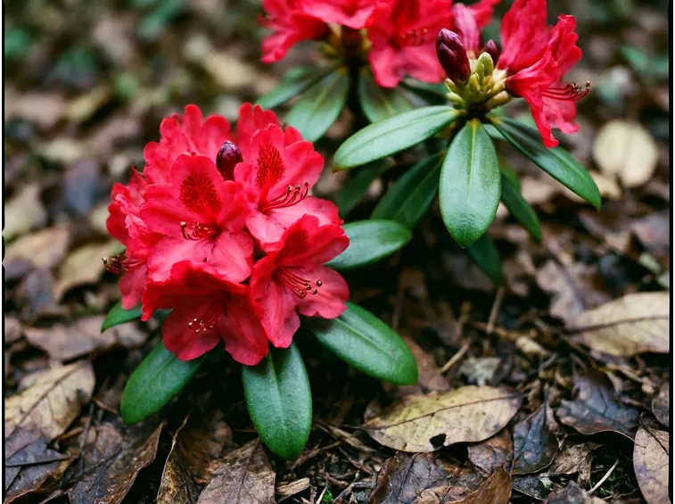 Rododendro