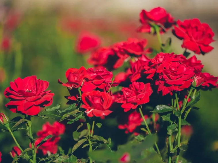 Rosa