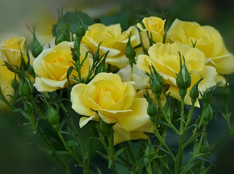 Rosa