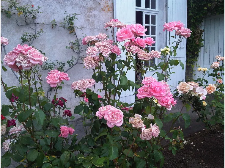 rosa rugotida