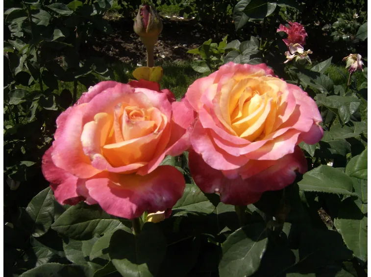 rosa commandant beaurepaire