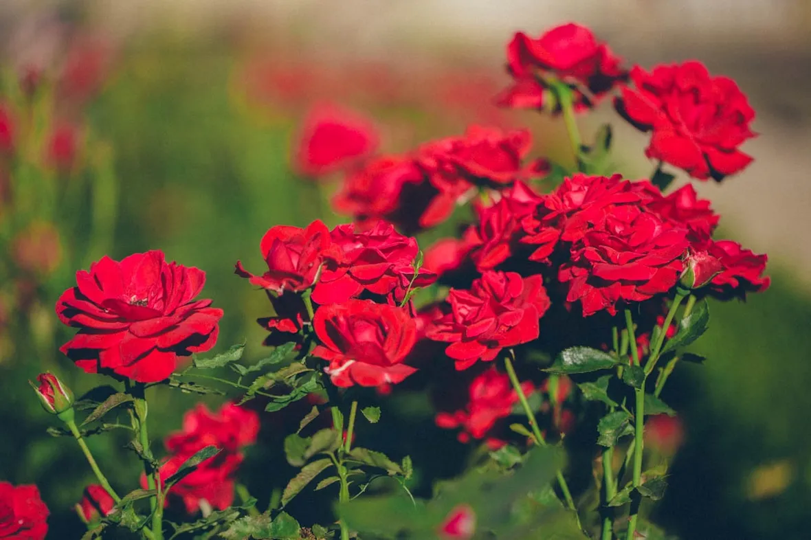 Rosa