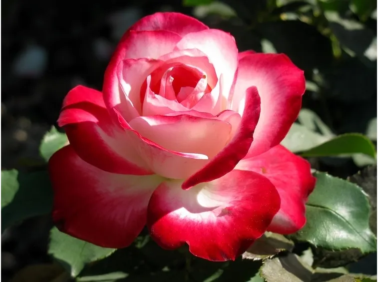 Rosa floriunda