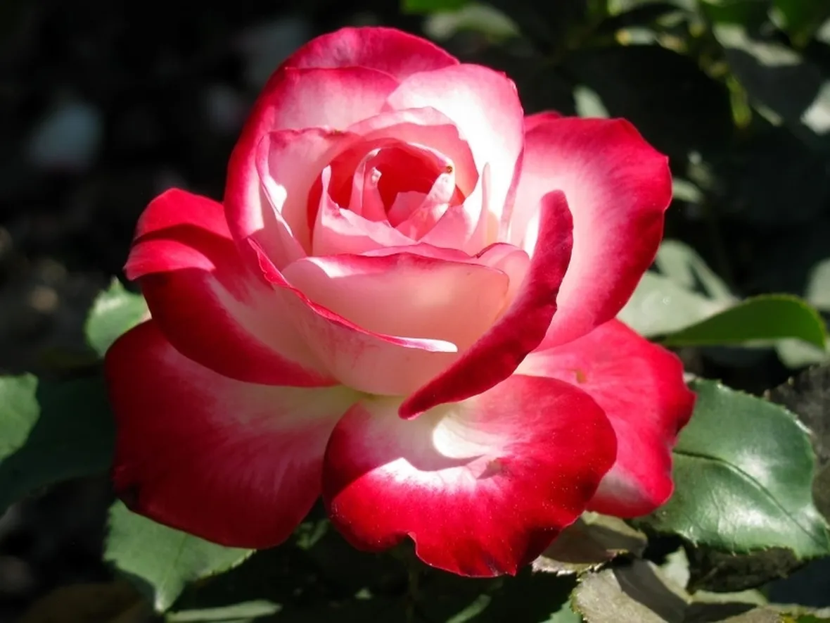 Rosa floriunda