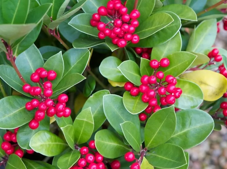 Skimmia