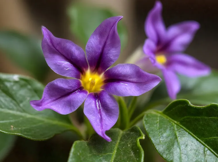 Solanum rantonnettii