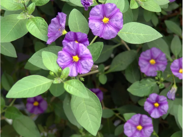 Solanum