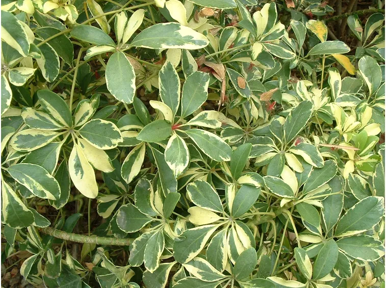 Foglie variegate