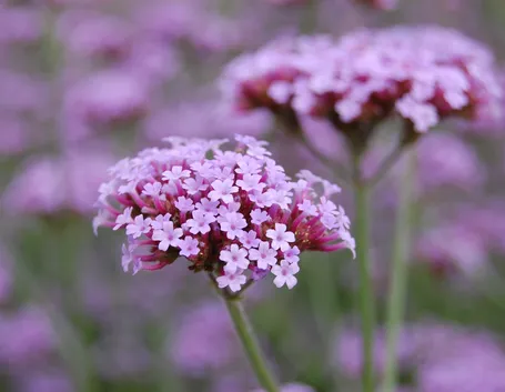 Verbena  